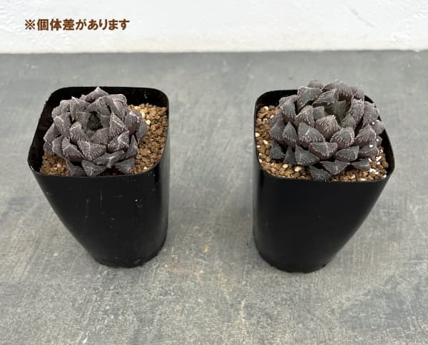 ハオルチア:紅岩(オブツーサ交配種) 2.5号鉢植え
