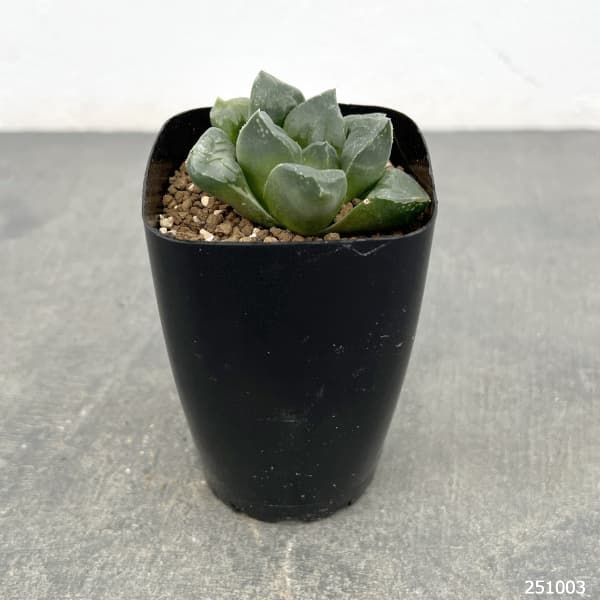 ハオルチア：ムチカ　2.5号鉢植え