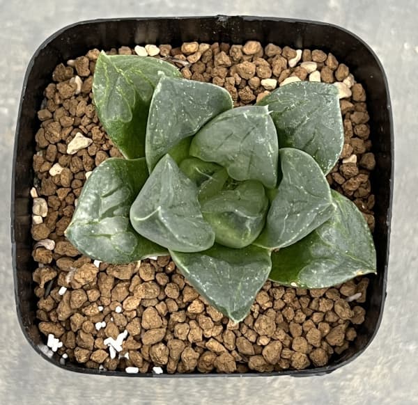 ハオルチア：ムチカ　2.5号鉢植え