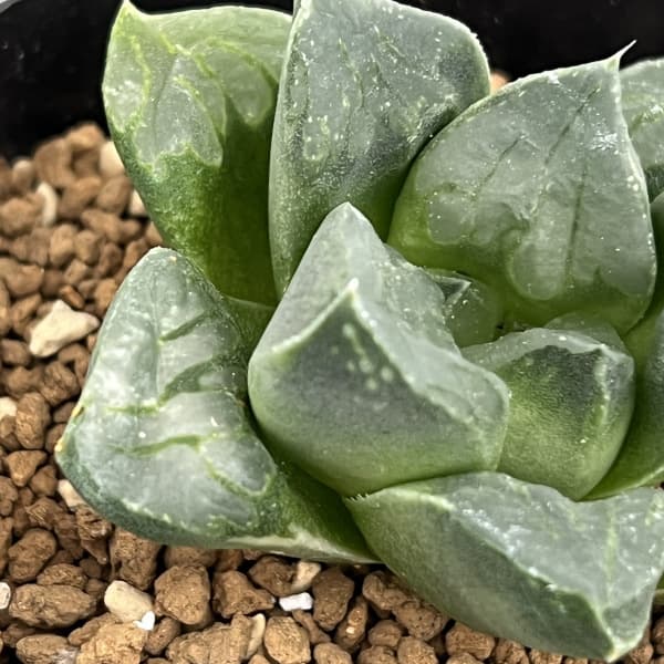ハオルチア：ムチカ　2.5号鉢植え