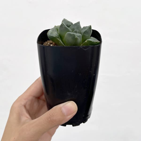ハオルチア：ムチカ　2.5号鉢植え