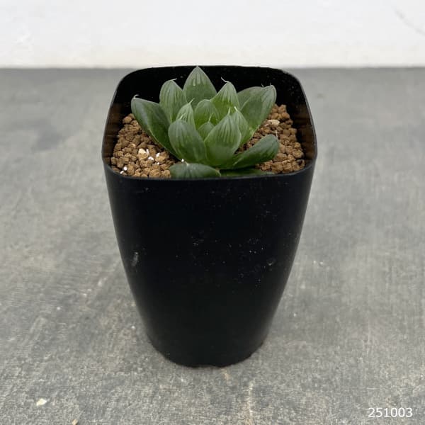 ハオルチア:流星(美裏窓)2.5号鉢植え