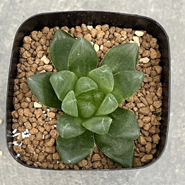 ハオルチア:流星(美裏窓)2.5号鉢植え
