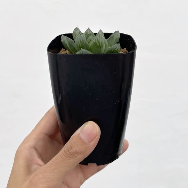 ハオルチア:流星(美裏窓)2.5号鉢植え