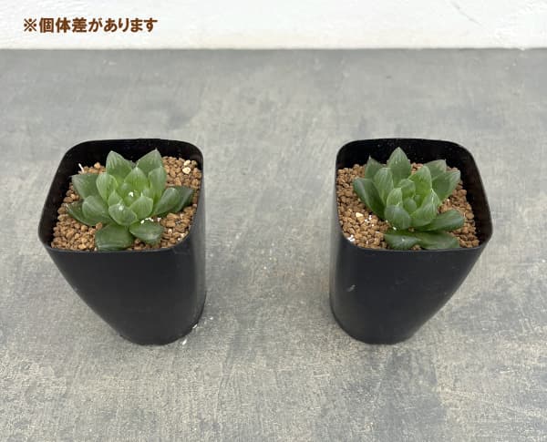 ハオルチア:流星(美裏窓)2.5号鉢植え