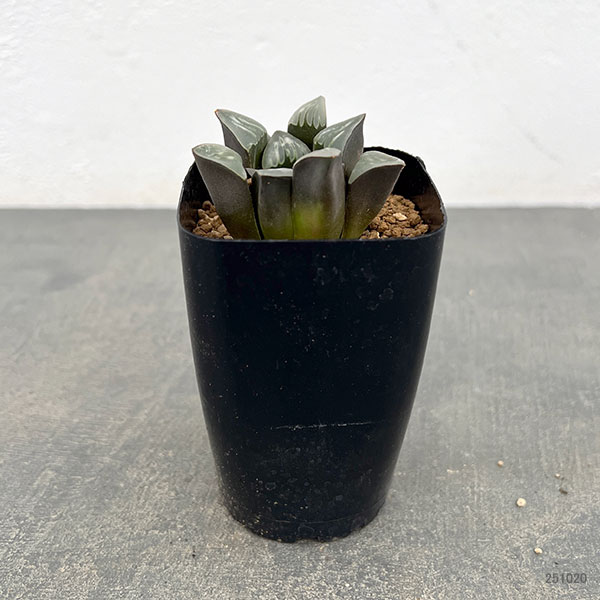 ハオルチア:ムチカホワイトウィドー 2.5号鉢植え
