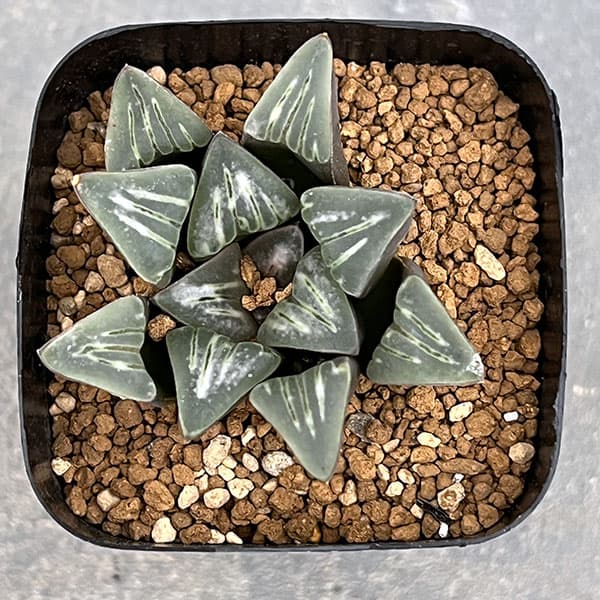 ハオルチア:ムチカホワイトウィドー 2.5号鉢植え