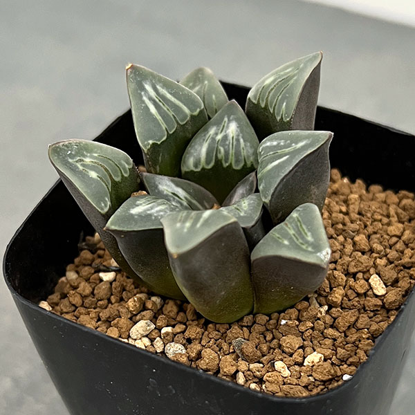 ハオルチア:ムチカホワイトウィドー 2.5号鉢植え