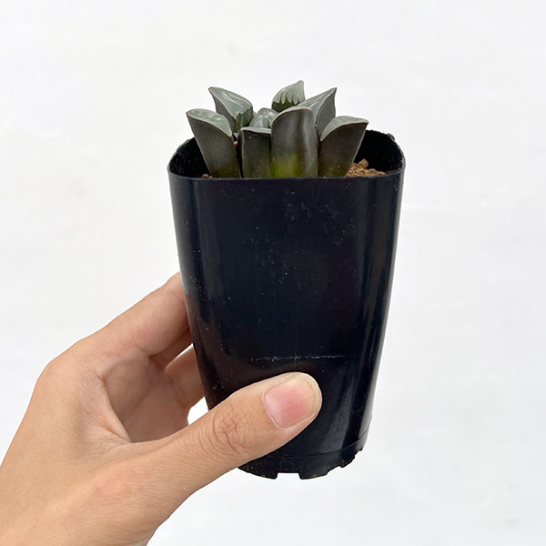 ハオルチア:ムチカホワイトウィドー 2.5号鉢植え