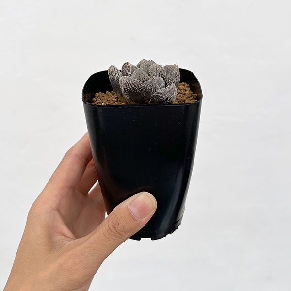 ハオルチア:狼蛛 2.5号スクエア鉢