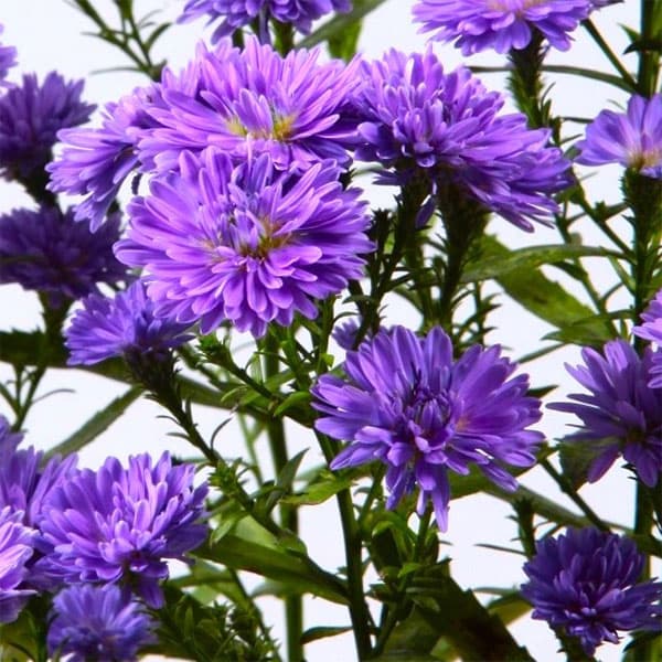 クジャクアスター（八重咲）：瑠璃紫3号ポット