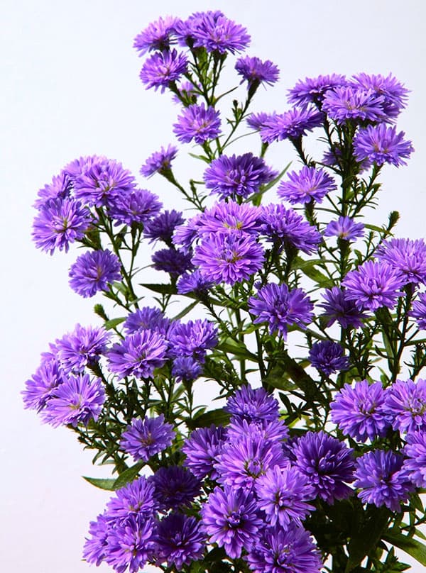 クジャクアスター（八重咲）：瑠璃紫3号ポット