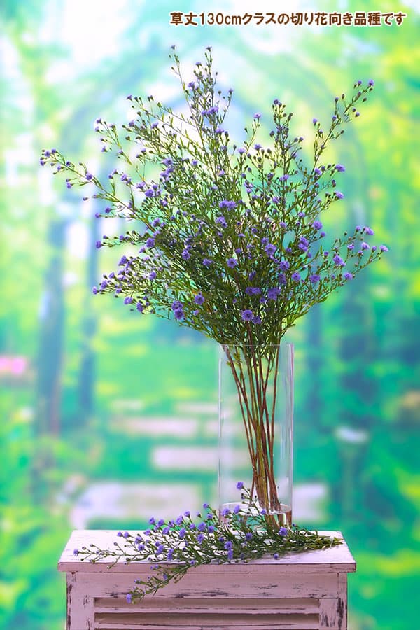 クジャクアスター（八重咲）：瑠璃紫3号ポット