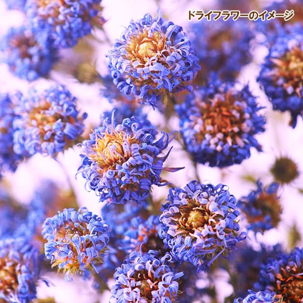 クジャクアスター（八重咲）：瑠璃紫3号ポット