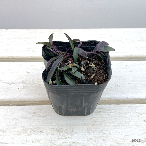 クジャクアスター（八重咲）：瑠璃紫3号ポット