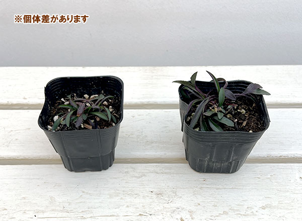 クジャクアスター（八重咲）：瑠璃紫3号ポット