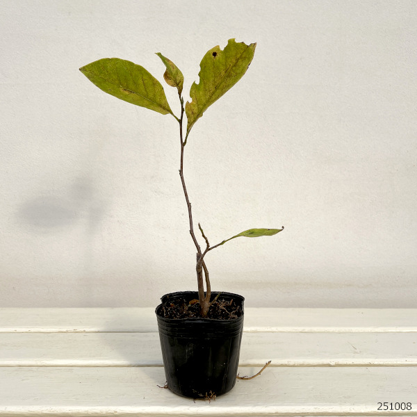 ガールマグノリア3号ポット