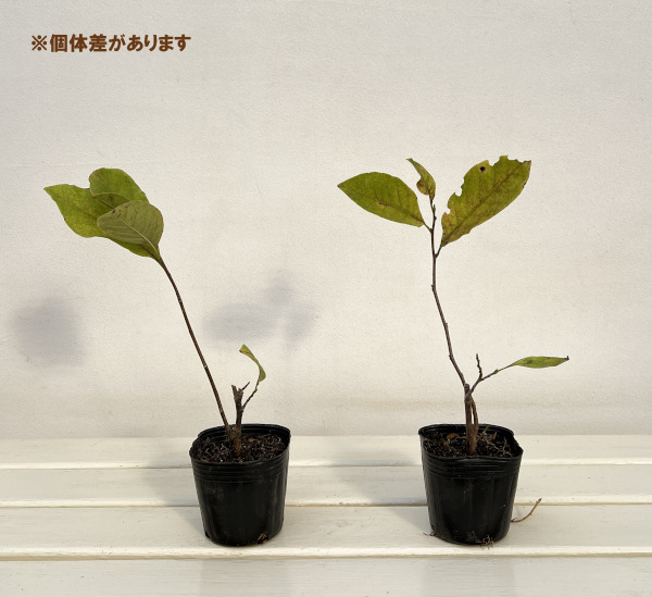 ガールマグノリア3号ポット