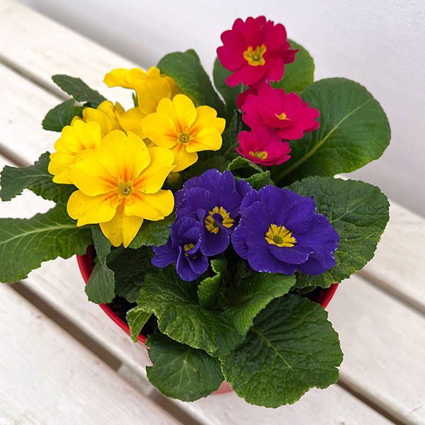 プリムラ・ジュリアン寄せ植え5号鉢