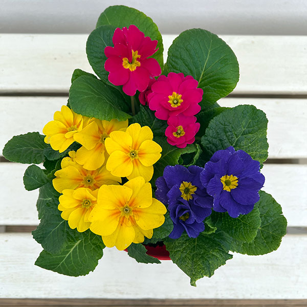 プリムラ・ジュリアン寄せ植え5号鉢