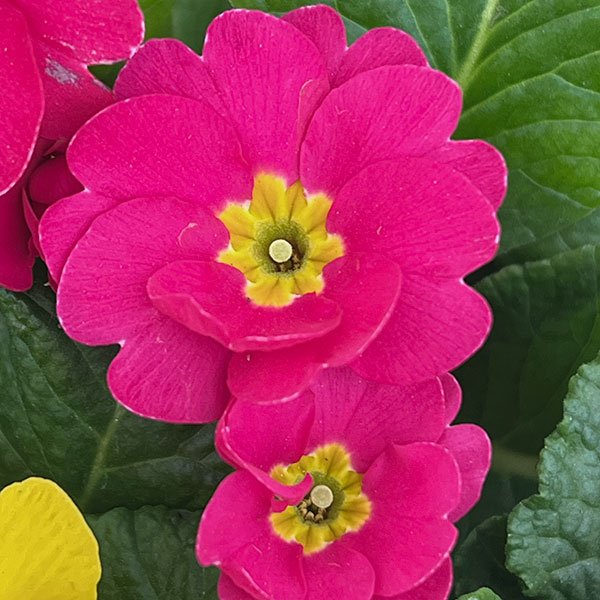 プリムラ・ジュリアン寄せ植え5号鉢