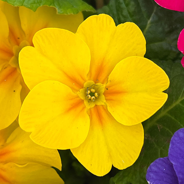 プリムラ・ジュリアン寄せ植え5号鉢