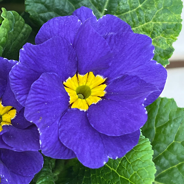 プリムラ・ジュリアン寄せ植え5号鉢