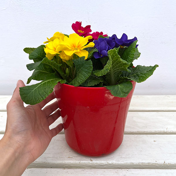 プリムラ・ジュリアン寄せ植え5号鉢