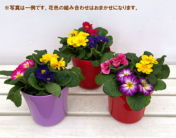 プリムラ・ジュリアン寄せ植え5号鉢