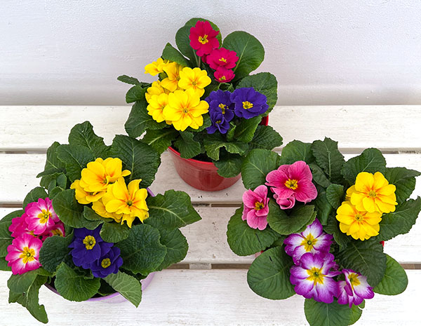 プリムラ・ジュリアン寄せ植え5号鉢