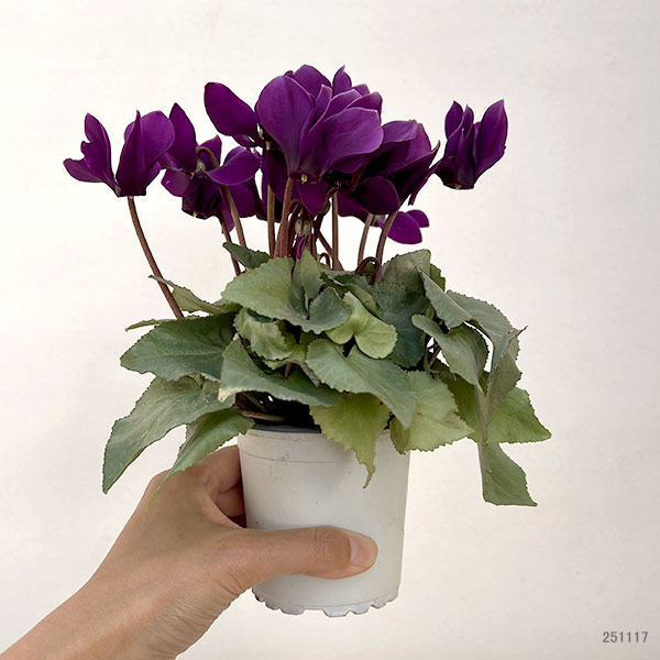 シクラメン:月下(げっか)3号ポット(北海道産充実株)