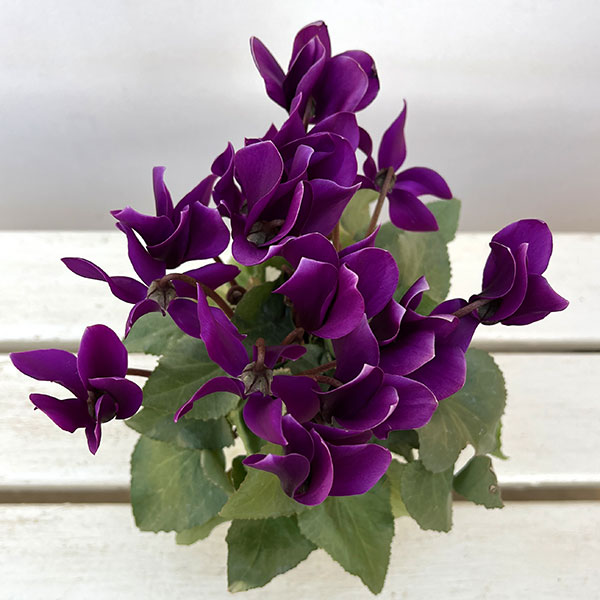 シクラメン:月下(げっか)3号ポット(北海道産充実株)