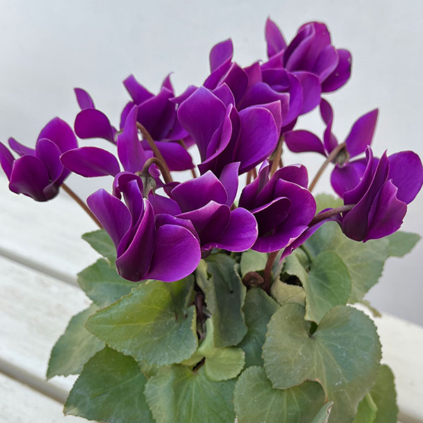 シクラメン:月下(げっか)3号ポット(北海道産充実株)