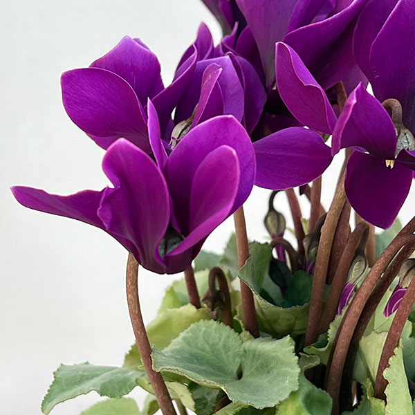 シクラメン:月下(げっか)3号ポット(北海道産充実株)