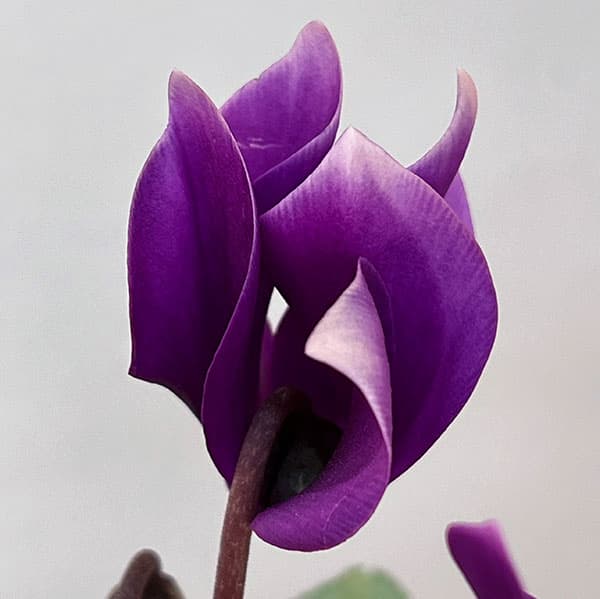 シクラメン:月下(げっか)3号ポット(北海道産充実株)