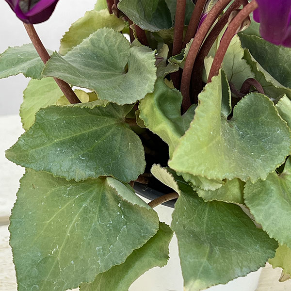 シクラメン:月下(げっか)3号ポット(北海道産充実株)