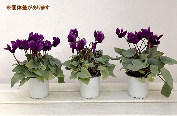 シクラメン:月下(げっか)3号ポット(北海道産充実株)