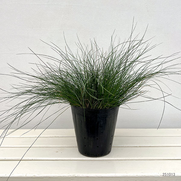 カレックス :ダヴァリアーナ5号ポット