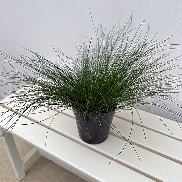 カレックス :ダヴァリアーナ5号ポット