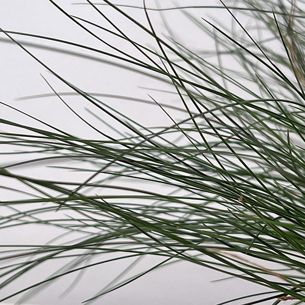 カレックス :ダヴァリアーナ5号ポット