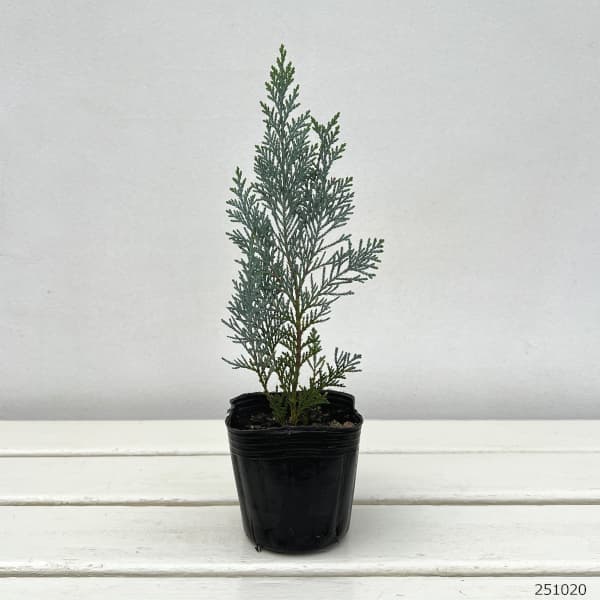 コニファー(ローソンヒノキ):コルムナリス グラウカ3号ポット