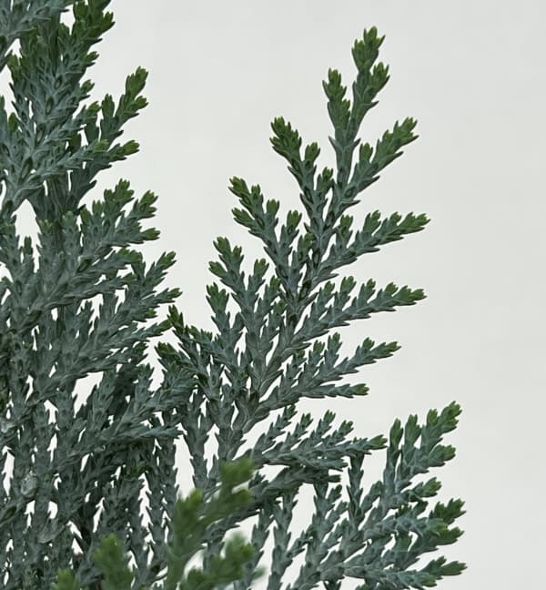 コニファー(ローソンヒノキ):コルムナリス グラウカ3号ポット