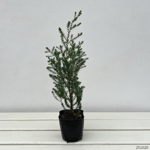 コニファー:レッドスター(パープルフェザー)3号ポット