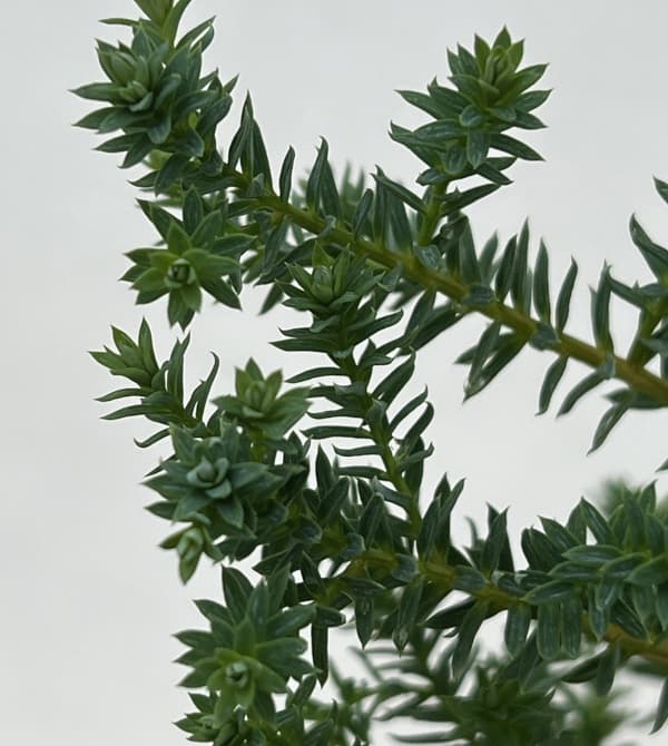 コニファー:レッドスター(パープルフェザー)3号ポット