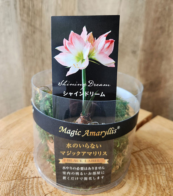 アマリリス:マジックアマリリス・ブラックレーベル シャインドリーム