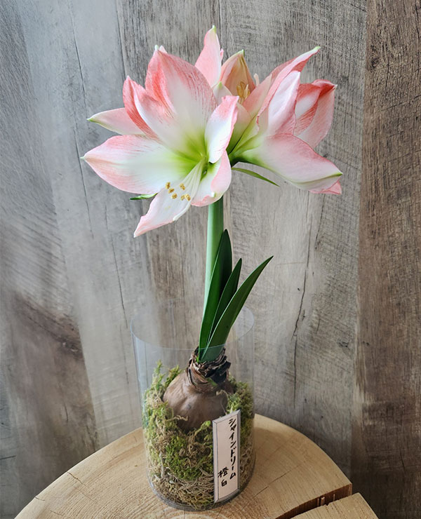 アマリリス:マジックアマリリス・ブラックレーベル シャインドリーム