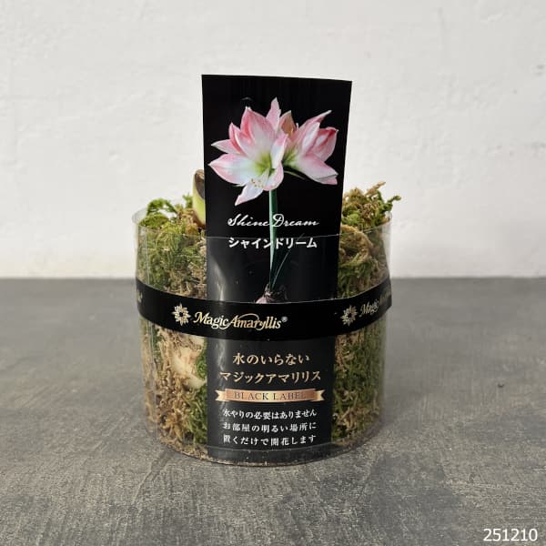 アマリリス：マジックアマリリス・ブラックレーベル シャインドリーム