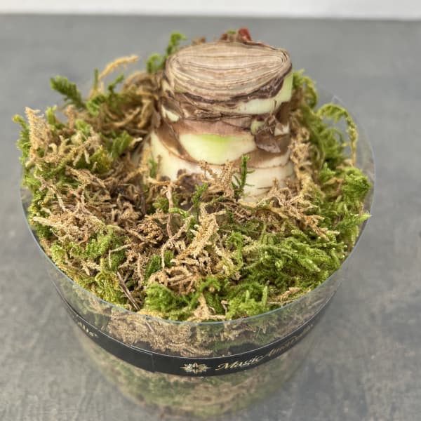 アマリリス：マジックアマリリス・ブラックレーベル シャインドリーム