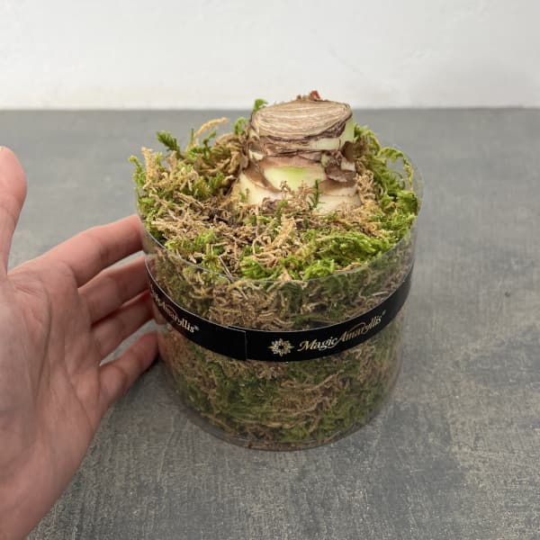 アマリリス：マジックアマリリス・ブラックレーベル シャインドリーム