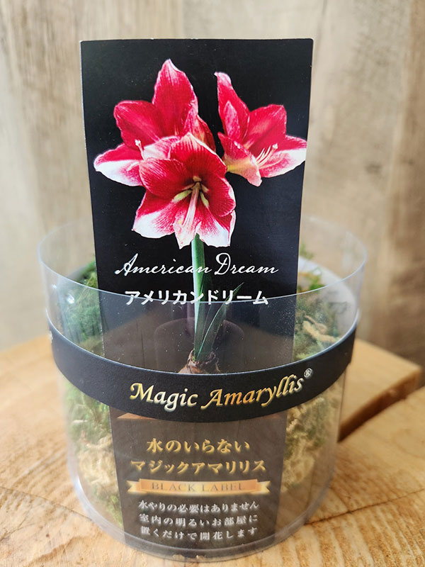アマリリス:マジックアマリリス・ブラックレーベル アメリカンドリーム